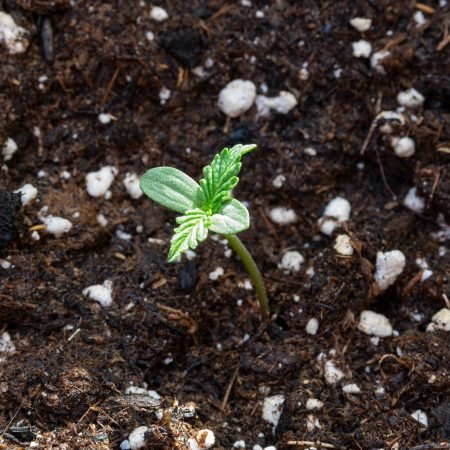 12222786 seedling 5353152 1920