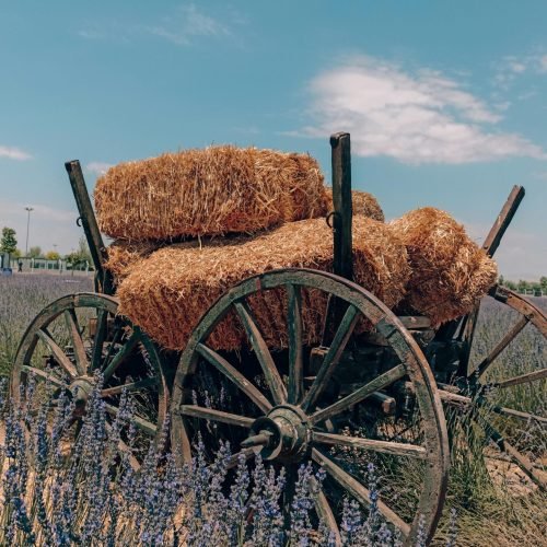 Wagon with hay bales in lavender